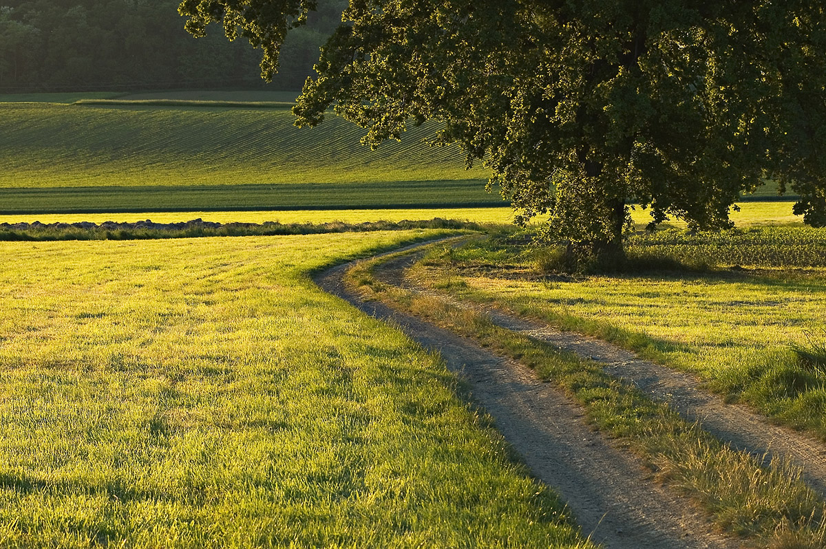 Le chemin
