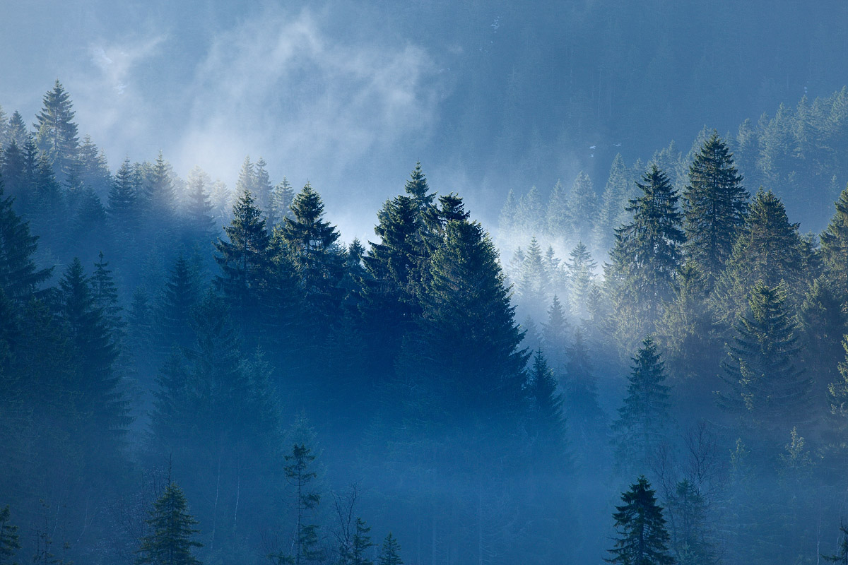Sapins des Vosges