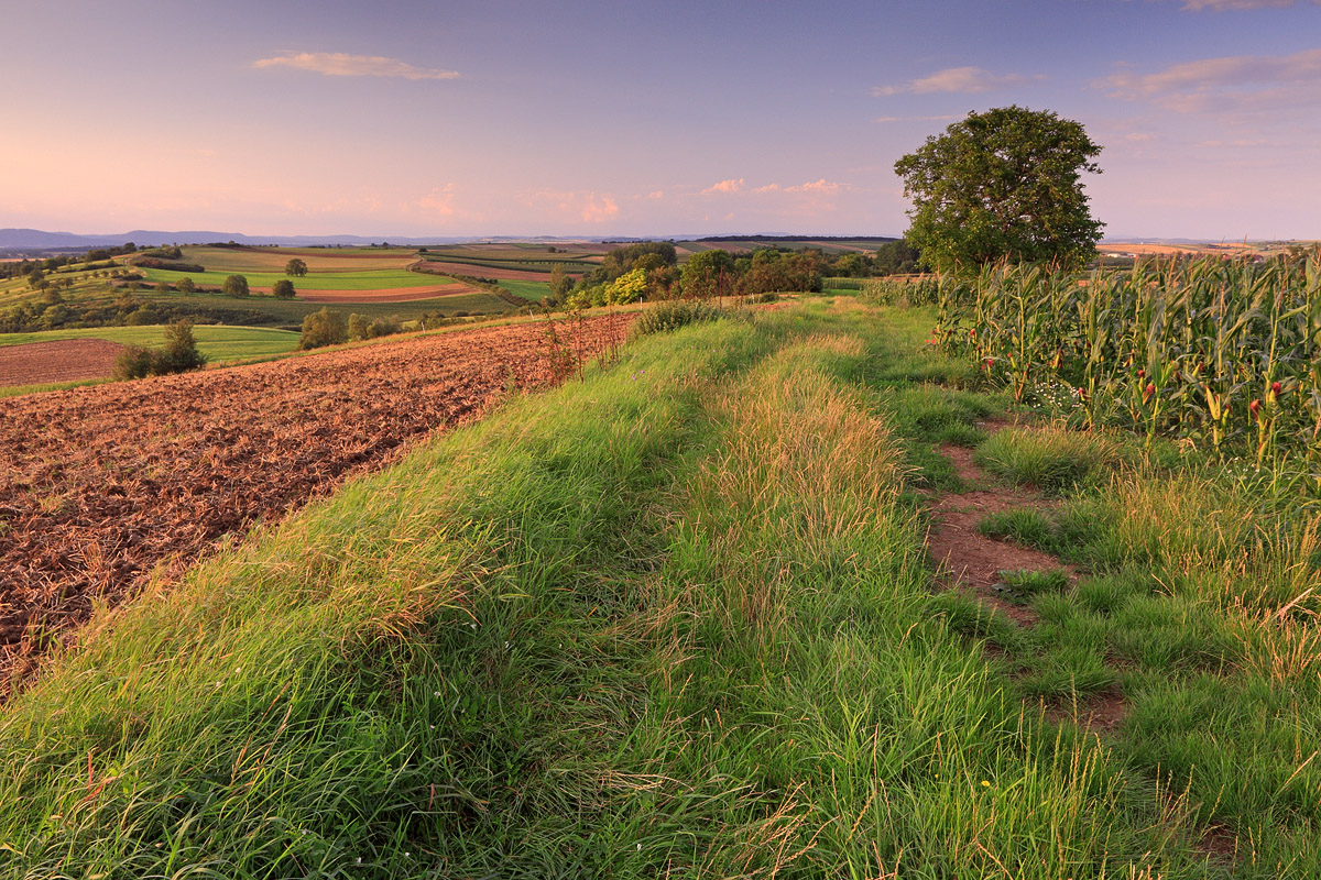 Paysage champêtre