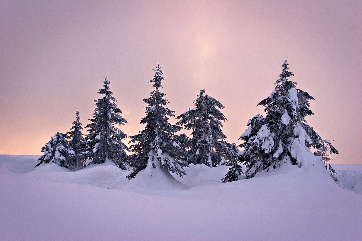 Sapin sous la neige