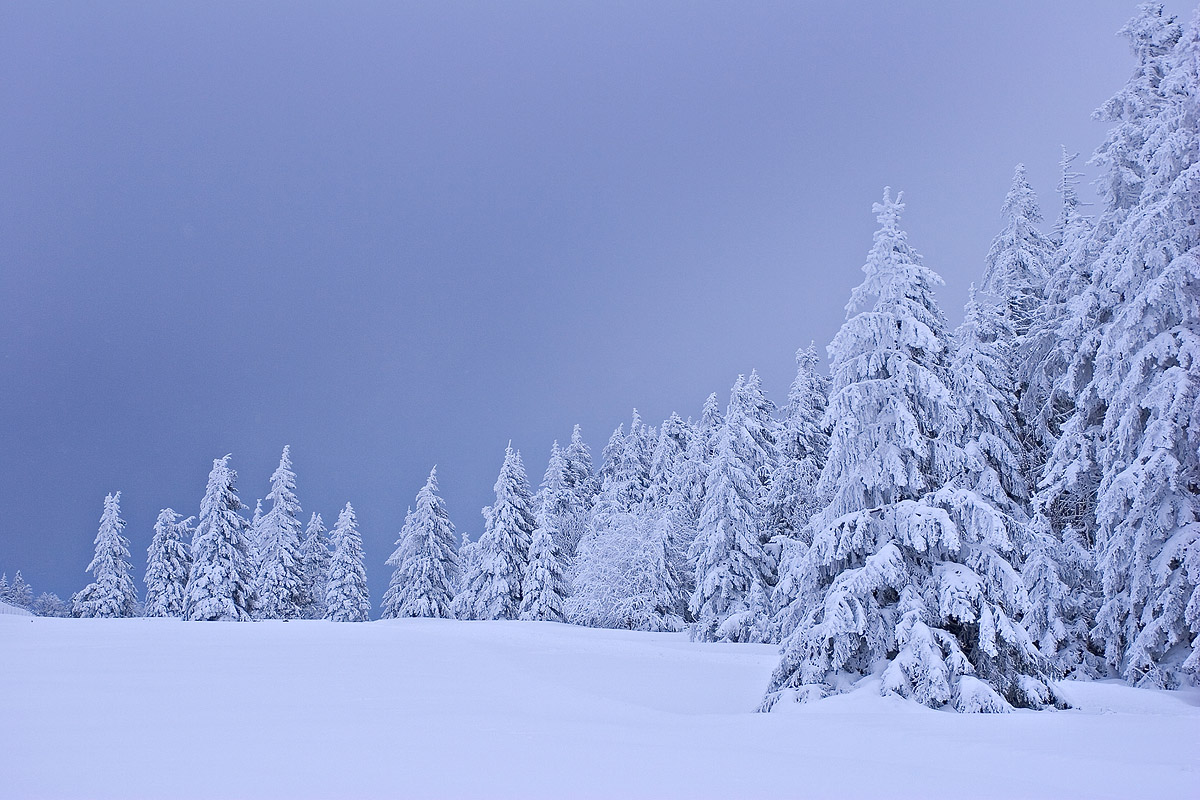 Sapins sous la neige