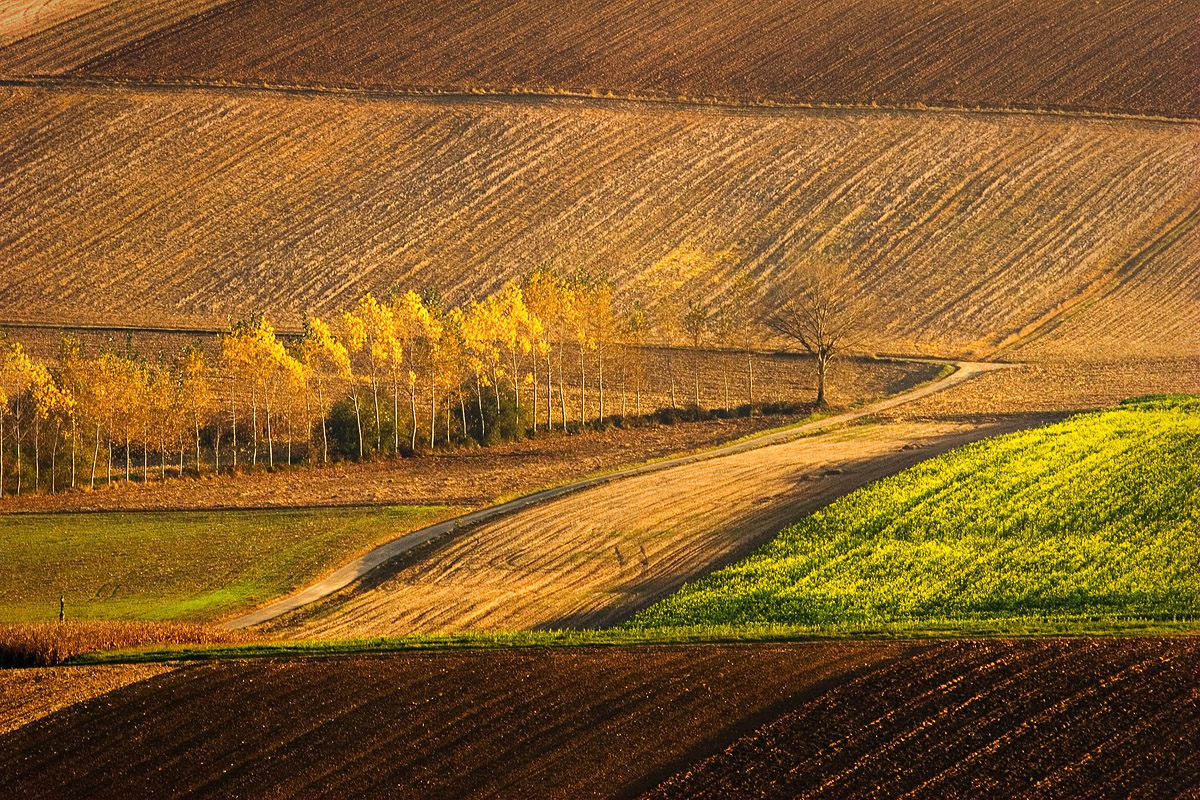 Champs en automne