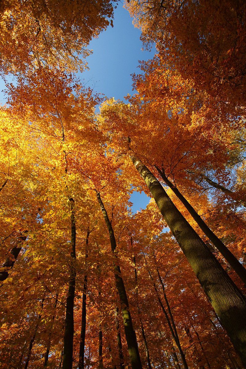 Couleurs d'automne