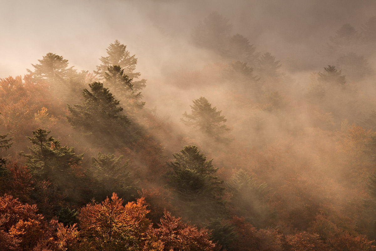 Arbres dans la brume