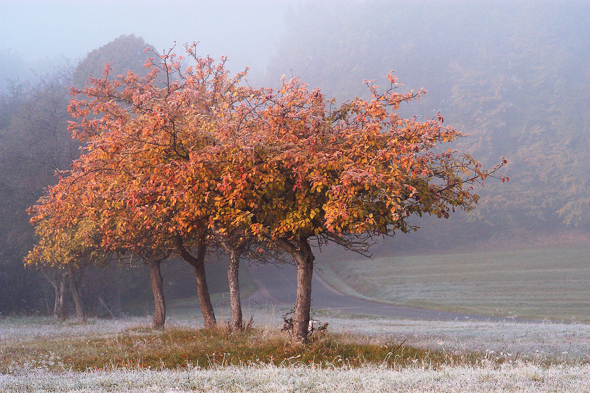 Arbre rougeoyant