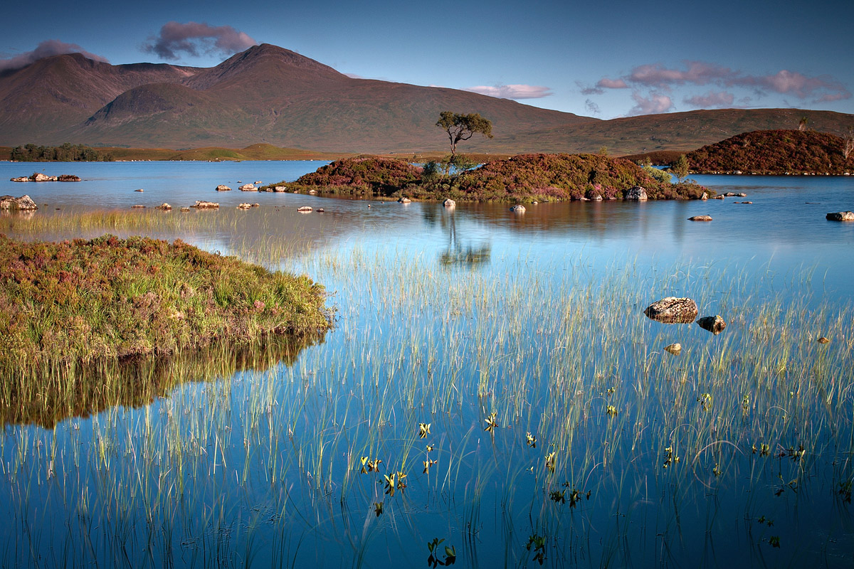 Petit arbre, Rannoch Moor