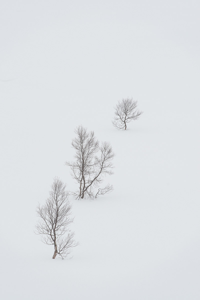 The Tree Threes